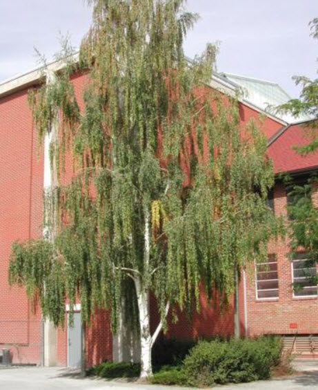 ไวท์เบิร์ช หรือซิลเวอร์ เบิร์ช (White Birch) / 150 เม็ด (USA)