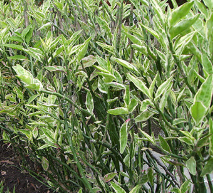 ต้นแสยกใบด่าง สูง 20-30 ซ.ม. / ต้น