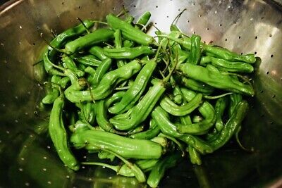 พริกชิชิโตะ (Shishito) / 20 เม็ด