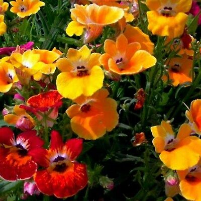 เนมีเซีย คาร์นิวัล (Nemesis Carnival) คละ / 150 เม็ด (Ukraine)