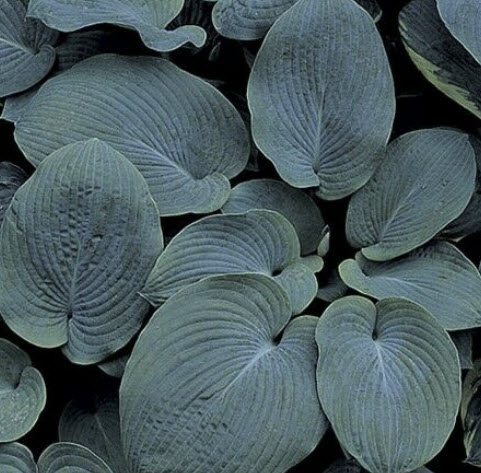 ฮอสต้า ไจแอนท์ บลู (Giant Blue Hosta) / 25 เม็ด (USA)*