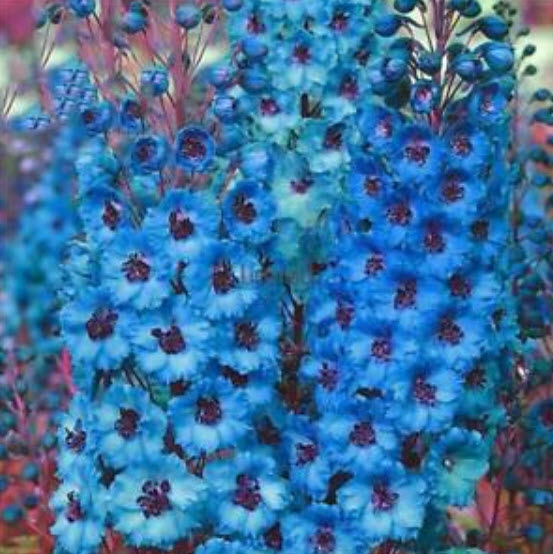 ฮอลลี่ฮอค (Hollyhock) สีฟ้า / 100 เม็ด