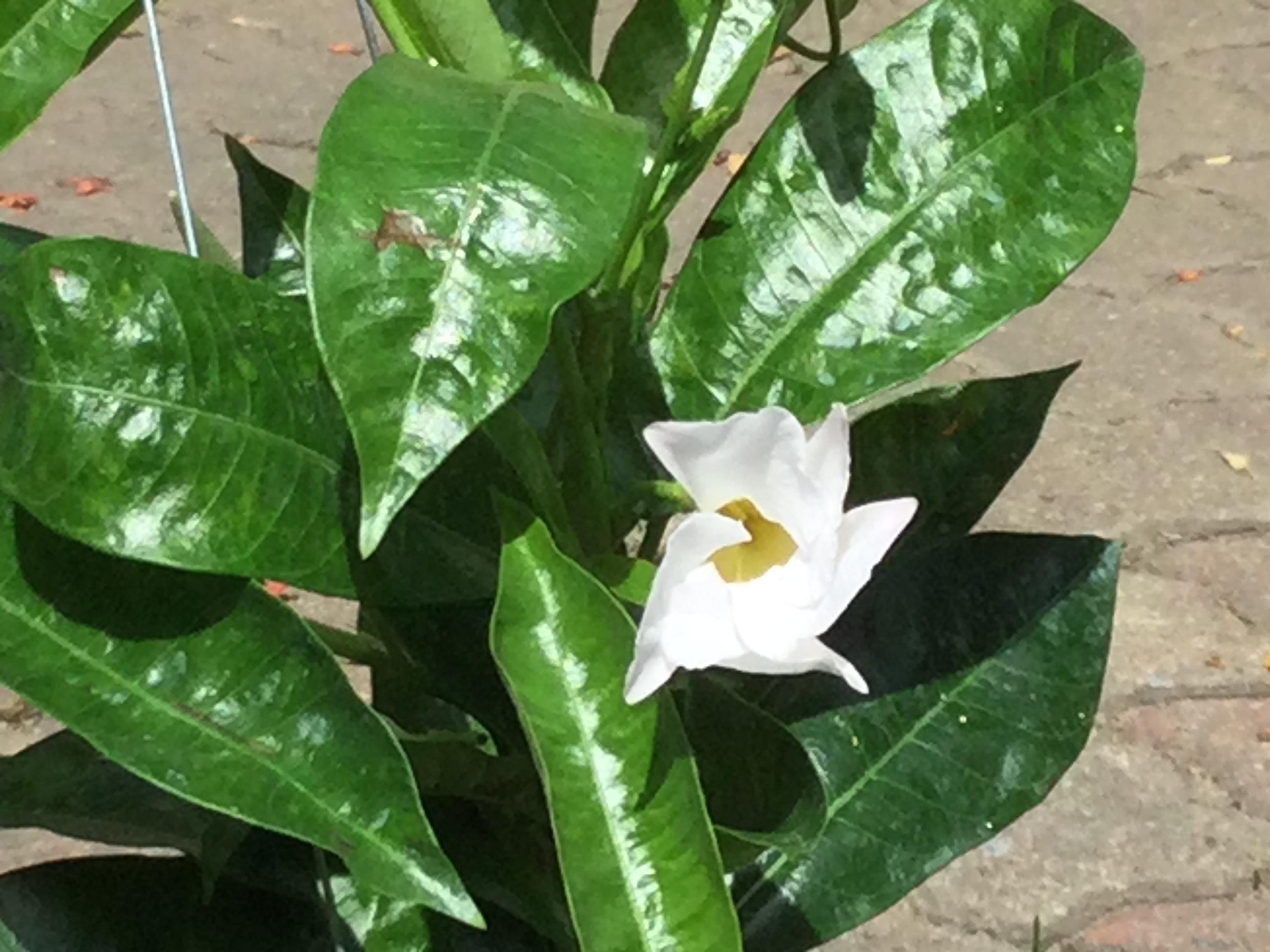 ต้นอมรเบิกฟ้าสีขาว หรืออรุณเบิกฟ้า กระถางแขวน / ต้น