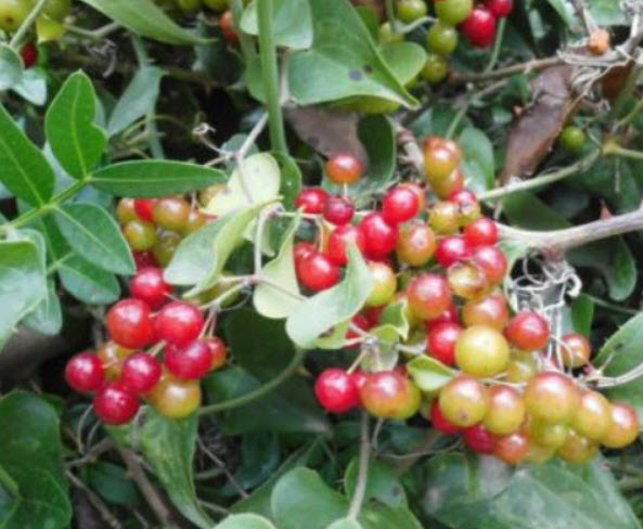 ซาร์ซาแพริลล่า (Sarsaparilla / Smilax Aspera) / 25 เม็ด (France) *