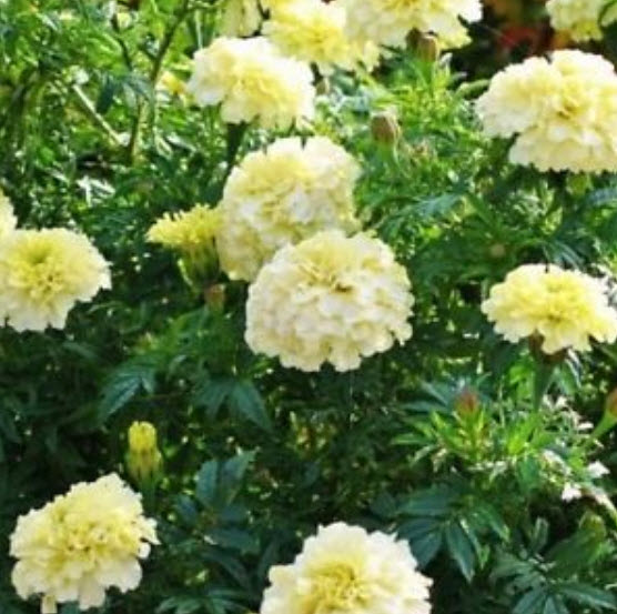 ดาวเรือง อลาสก้า สีขาว / ซอง 40 เม็ด (Ukraine)