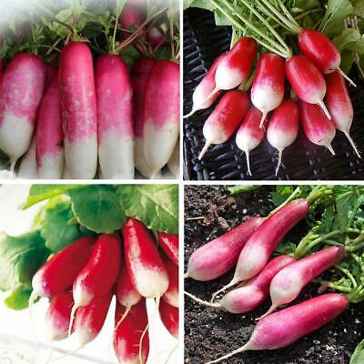 หัวไชเท้าแดง - French Breakfast แพ็คใหญ่ / 5,000 เม็ด (UK)