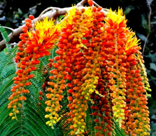 ต้นทองพลุ (Colville's Glory) สูง 20-40 ซ.ม.