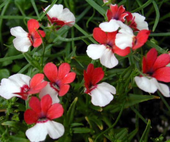 เนมีเซีย แดนิช แฟล็ก (Nemesia Danish Flag) / 1,000 เม็ด (UK)