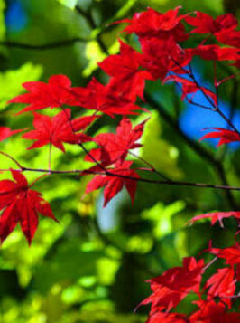 เมเปิลญี่ปุ่น (Japanese maple / Acer Palmatum) สีแดง / 20 เม็ด (France) *