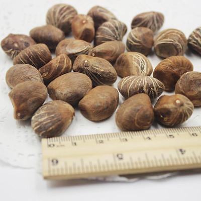 ศุภโชค หรือนุ่นน้ำ (Money tree) / 2 เม็ด