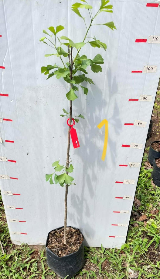 ต้น แปะก๊วย Ginkgo อายุต้น 3 ปี+ สูง 80-100 ซ.ม. ต้นสูง ไม่ต้องรอนาน