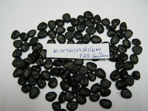 มะขามเทศ (Manila tamarind) สีชมพู / 30 เม็ด (ไทย)