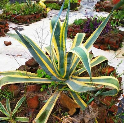 อะกาเว่ อเมริกานา (Agave Americana) คละ / 50 เม็ด