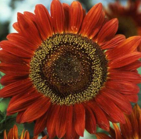 ทานตะวัน เรด ซัน (Sunflower - Red Sun) / 200 เม็ด (UK)