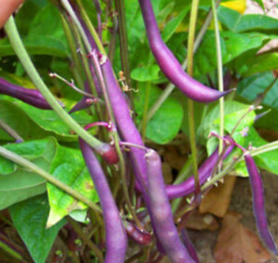 ถั่วแขกม่วง (Purple Bush Bean) / 40 เม็ด (นอก)
