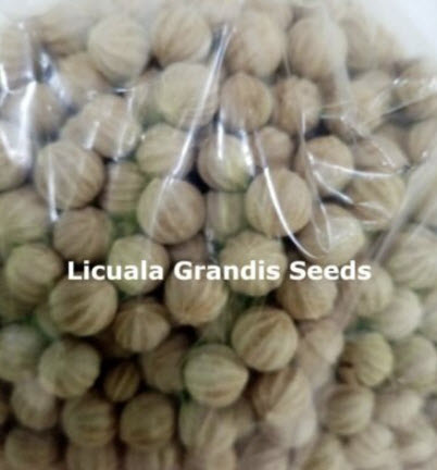 ปาล์มจีบ (Ruffled Palm / Licuala Grandis) / 5 เม็ด (Sri Lanka)