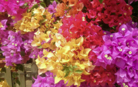เฟื่องฟ้า (Bougainvillea) คละ / 50 เม็ด (China)