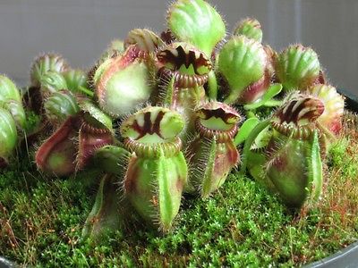 กระเป๋าจิงโจ้ (Cephalotus Follicularis) / 3 เม็ด (Israel)