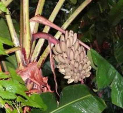 กล้วยป่า (Wild banana) / 5 เม็ด (USA)