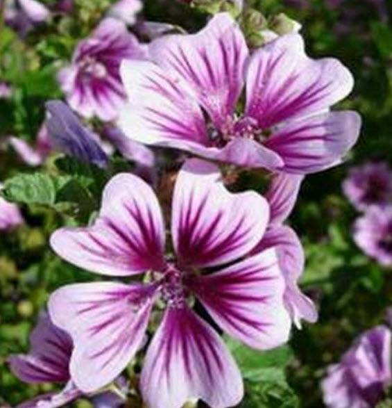 มาลโลว์ (Mallow / Malva sylvestris Zebrina) สีม่วง / 70 เม็ด (UK)