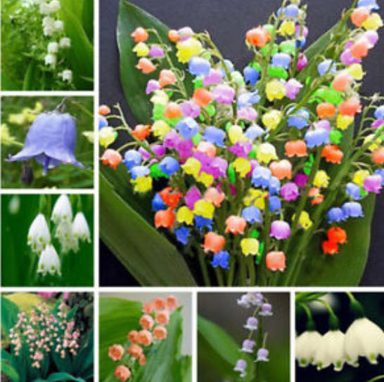 กล้วยไม้ระฆัง (Bell Orchid) คละ / 100 เม็ด (China)