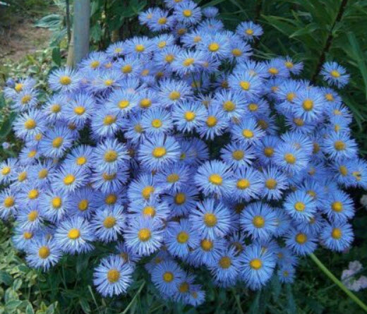 เดซี่หิมาลัย (Erigeron) สีฟ้า-ม่วง / 0.2 กรัม (Ukraine)