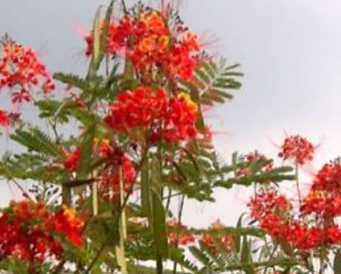 หางนกยูง ดอกสีแดง / 5 เม็ด (Hungary)