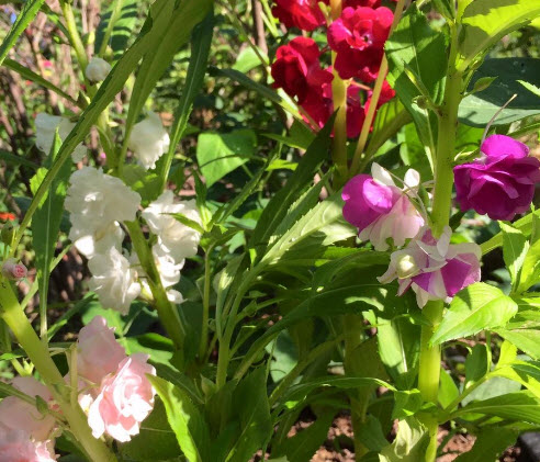 เทียนกุหลาบ เทียนซ้อน เทียนฝรั่ง ดอกซ้อน คละ / 40 เม็ด