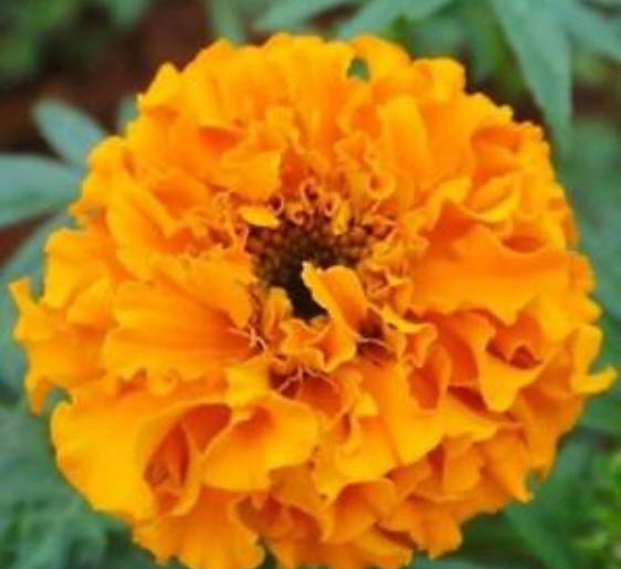 ดาวเรือง สีส้ม (Orange Aztec Marigold) / ซอง 40 เม็ด (A004)