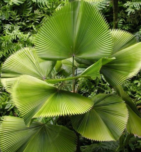 ปาล์มจีน หรือปาล์มเซี่ยงไฮ้ (Chinese Palm Tree) / 10 เม็ด (China)