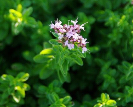 ออริกาโน หรือมาจอแรมป่า (Oregano / Wild Marjoram) / 4,000 เม็ด (UK)