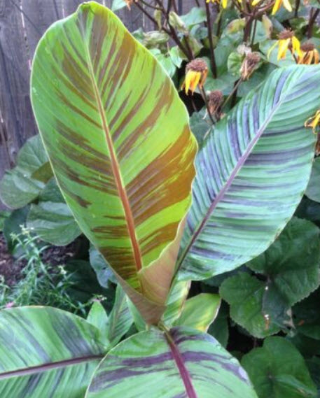 กล้วยหิมาลัย (Himalayan banana - Red Tiger) / เม็ด (USA)