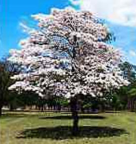ศรีตรัง (Jacaranda mimosifolia) สีขาว / 5 เม็ด (Brazil)