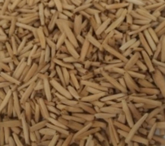 ชวนชม (Adenium) สีม่วงอ่อน / 5 เม็ด (นอก)