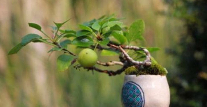 ส้มบอนไซ / 10 เม็ด (หายาก)