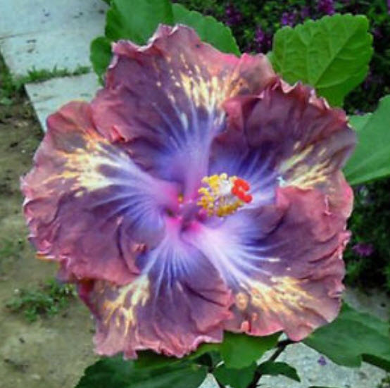 ชบาดอกยักษ์ คละโทนสีฟ้า-ชมพู / 100 เม็ด