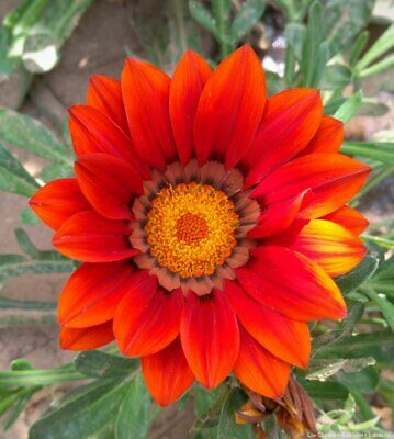 กาซาเนีย หรือพระจันทร์ทรงกลด (Gazania) คละ / 200 เม็ด