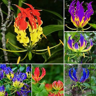 หัวต้นดองดึง (Flame lily / Climbing lily) คละ / หัว