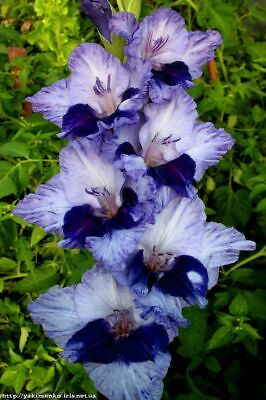 แกลดิโอลัส (Gladiolus) สีขาว-น้ำเงิน / 100 เม็ด