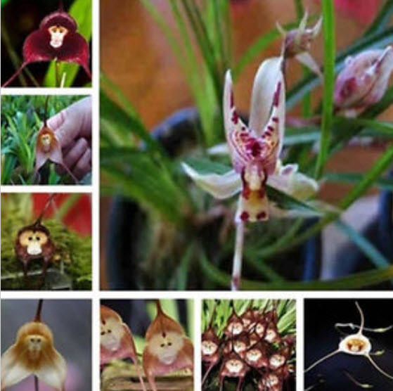 กล้วยไม้ หน้าลิง (monkey face orchid) / 10 เม็ด