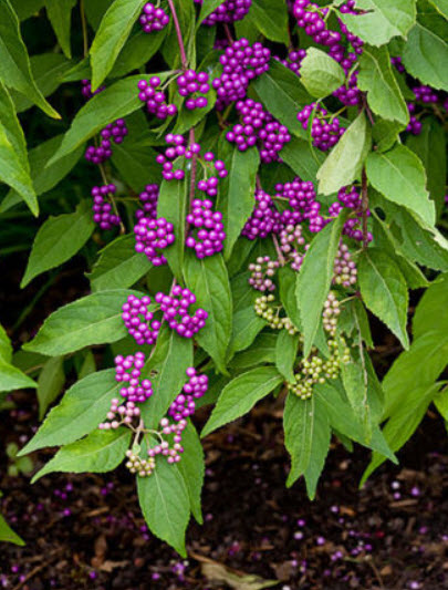 อเมริกันบิวตี้เบอรี่ (American Beauty Berry) หรือราชาไข่มุก / 20 เม็ด (USA) *