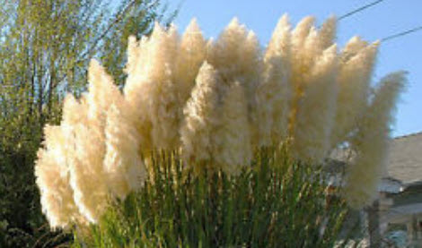 หญ้าภูเขา (Pampas grass) สีขาว / 200 เม็ด (UK)*