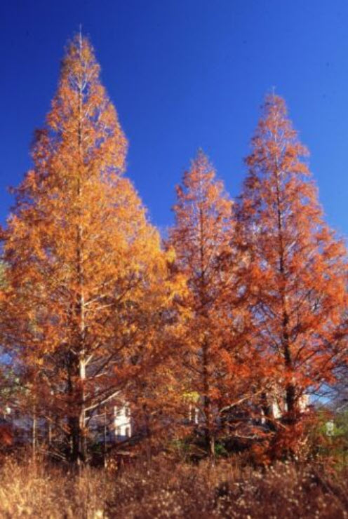 ดอน เรดวูด (Dawn Redwood) / 50 เม็ด (Spain)