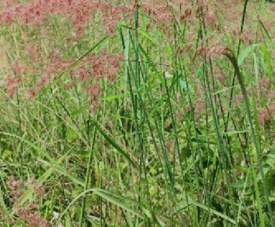 หญ้าชมพู หญ้าดอกชมพู pink grass / 500 เม็ด