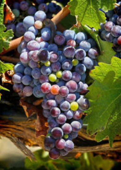 องุ่นลูกกลม (Grape) คละ / 50 เม็ด