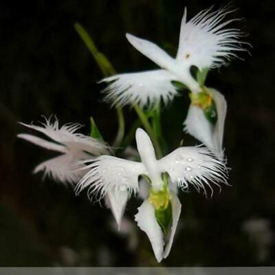 กล้วยไม้ นกกระยางขาว (White Egret Orchid) / 50 เม็ด