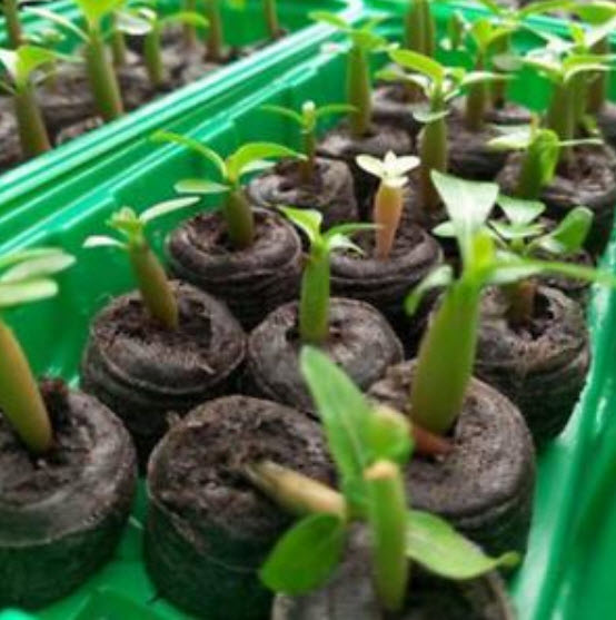 ชวนชม (Adenium) เขียวมะนาว / 2 เม็ด (นอก)