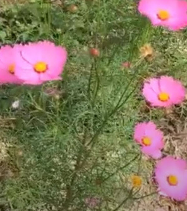 ดาวกระจายไทย ดอกสีชมพู / 100 เม็ด สวยมาก