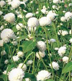 บานไม่รู้โรย (Globe Amaranth) สีขาว / 100 เม็ด (ไทย)