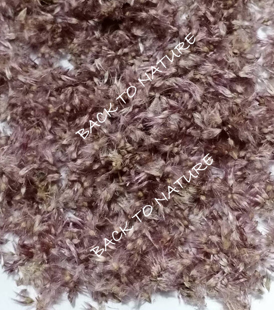 หญ้าดอกชมพู หญ้าชมพู pink grass 250 เม็ด (P2S)